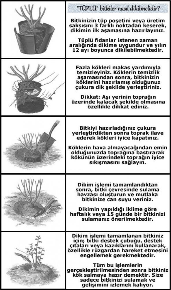 Toros Göknar Köknar Çam Fidanı 4 Yaş 40-60 Cm Abies Cilicica - 3