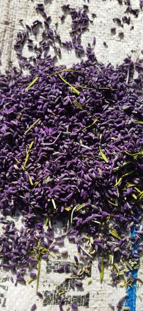 Şoklanmış Özel Üretim Doğal Lavanta Çiçeği Kurusu İstanbul Moru 1 Kğ