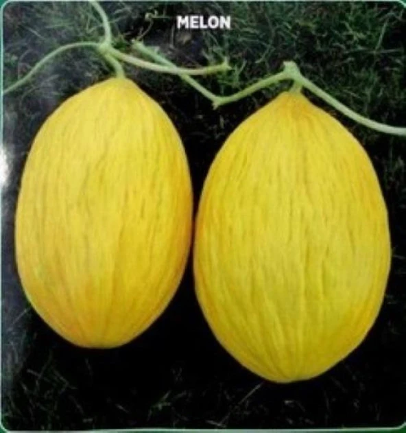 Yerli Ata Tohumu Sarı Kışlık Kavun 10 Adet ürün görseli 1