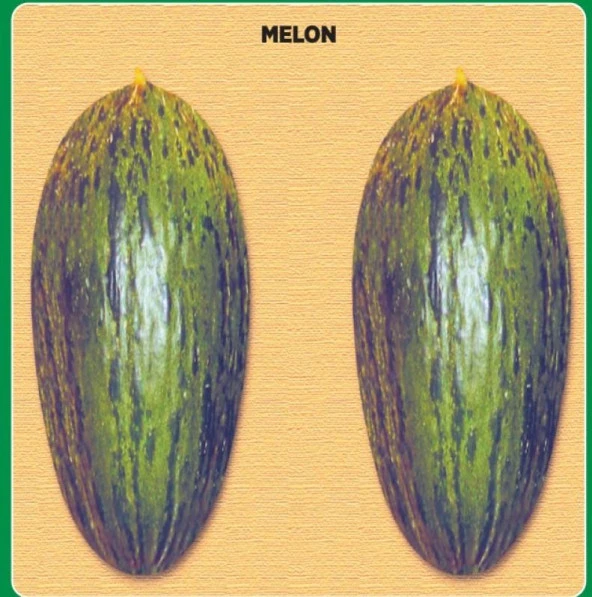 Yerli Ata Tohumu Hıdır Kavun 10 Adet ürün görseli 1