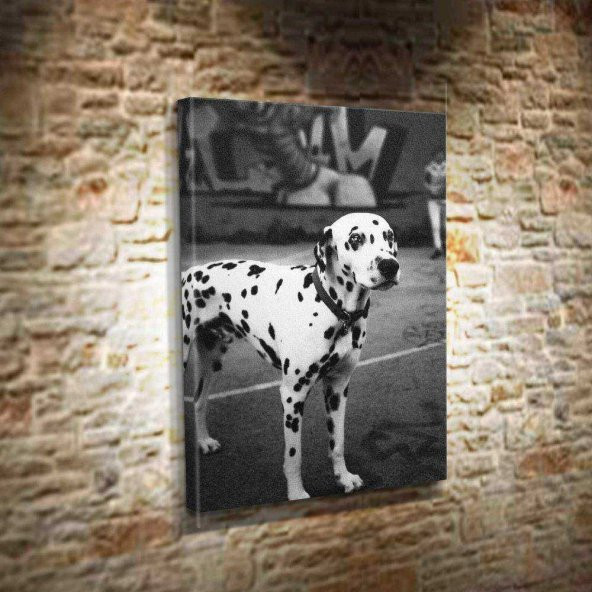 Dalmaçyalı Köpek -Siyah Beyaz Fotoğraf - Evcil Hayvanlar 40x60cm Dekoratif Kanvas Tablo
