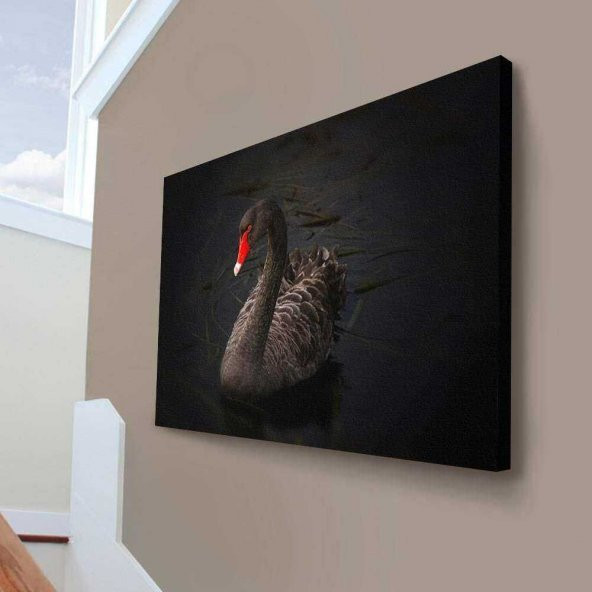 Siyah Ördek - Göl - Doğa - Tabiat - Kuş - 70x100cm Dekoratif Kanvas Tablo