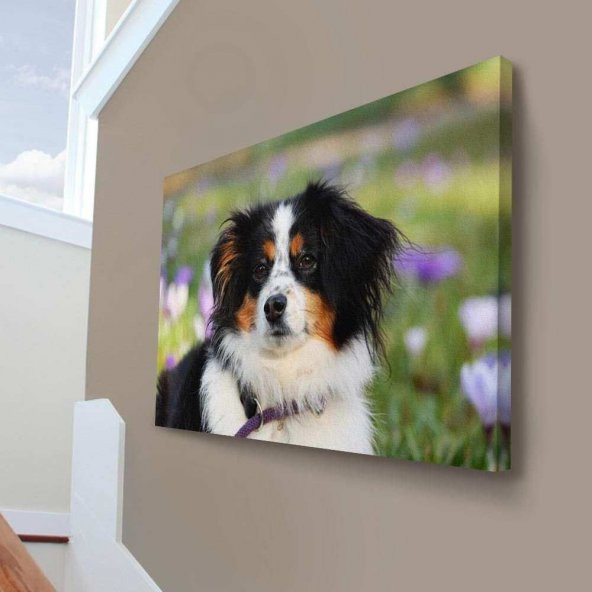 Avustralya Çoban Köpeği - Hayvan - Köpek - Kır - Bahar - Doğa 70x100cm Dekoratif Kanvas Tablo - 1