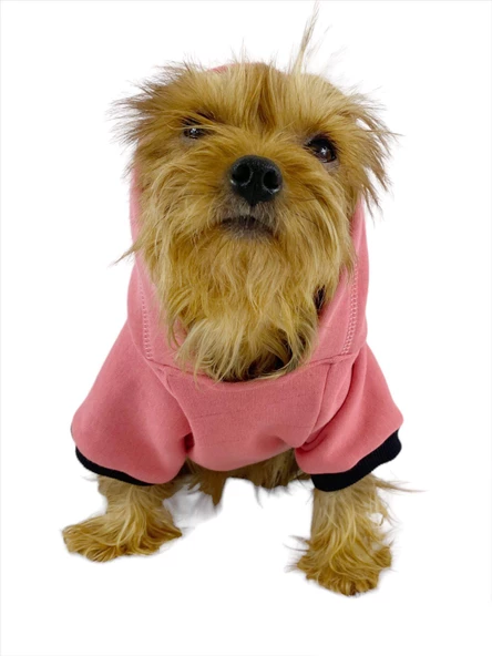 Student Rabbit Sweatshirt Köpek Kıyafeti Köpek Elbisesi - 3