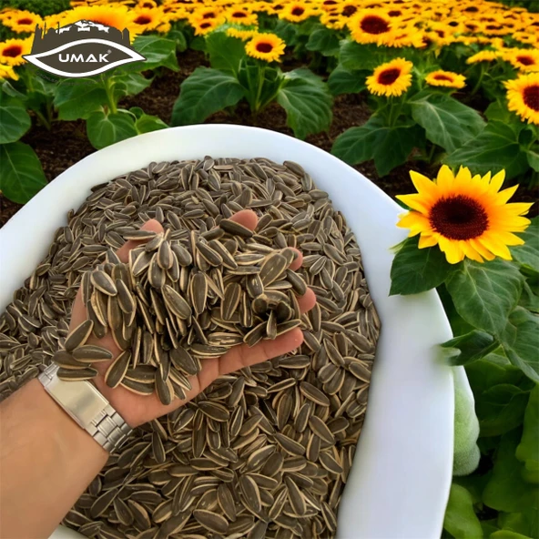 SİYAH ÇEREZLİK AY ÇEKİRDEĞİ ÇİĞ, KAVRULMUŞ VE TUZLU ÇEŞİTLERİNDE - 5