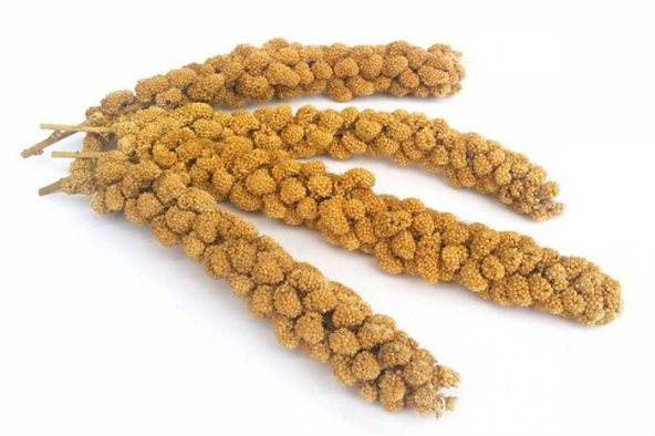 500 Gr.Dal Darı muhabbet Yemi Hint Bülbülü Doğa Yemi.Darı DoğalKuşYemi - 2