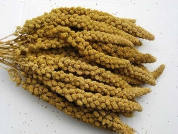 500 Gr.Dal Darı muhabbet Yemi Hint Bülbülü Doğa Yemi.Darı DoğalKuşYemi - 3