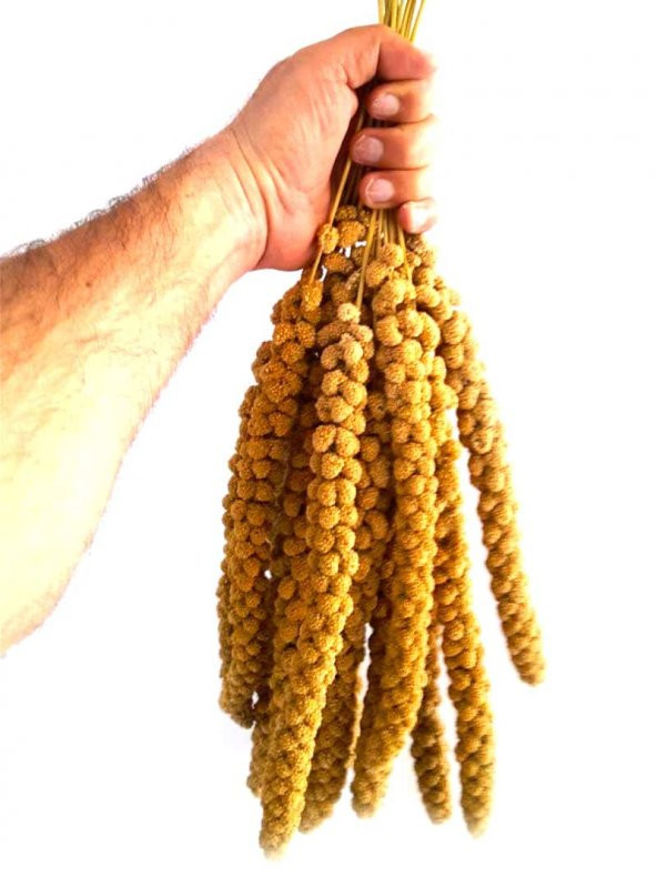 500 Gr.Kızıl Dal Darı muhabbet Yemi Hint Bülbülü Doğa Yemi. - 2