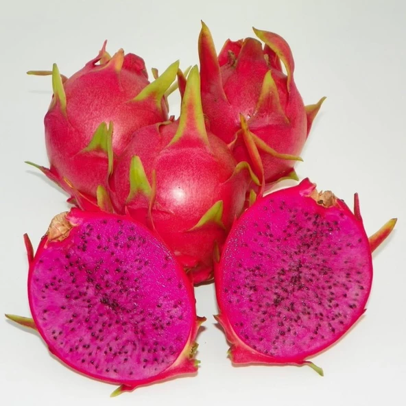 Purple Haze (Özel Tür) Ejder Meyvesi Pitaya Fidanı - 1