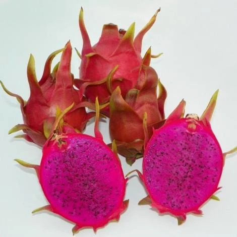 Dark Star Cinsi Ejder Meyvesi Pitaya Fidanı ürün görseli