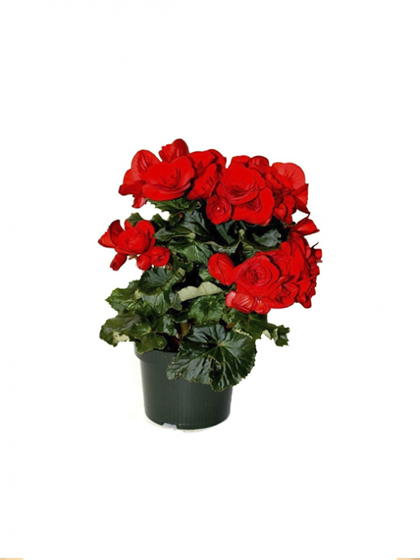 Kırmızı Katlı Begonya Çiçeği Fidanı 20Cm-40Cm - 1