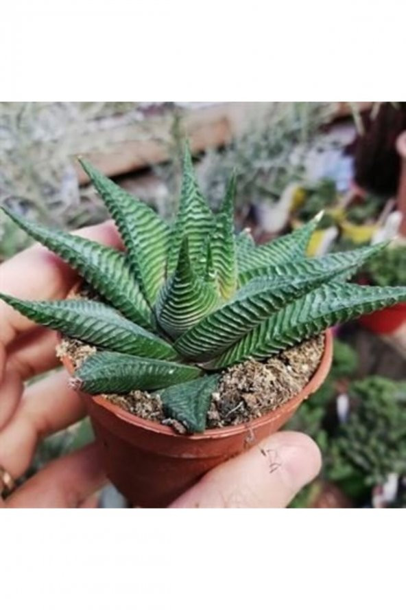 Haworthia Kaktüs Çiçeği 5Cm-15Cm - 1