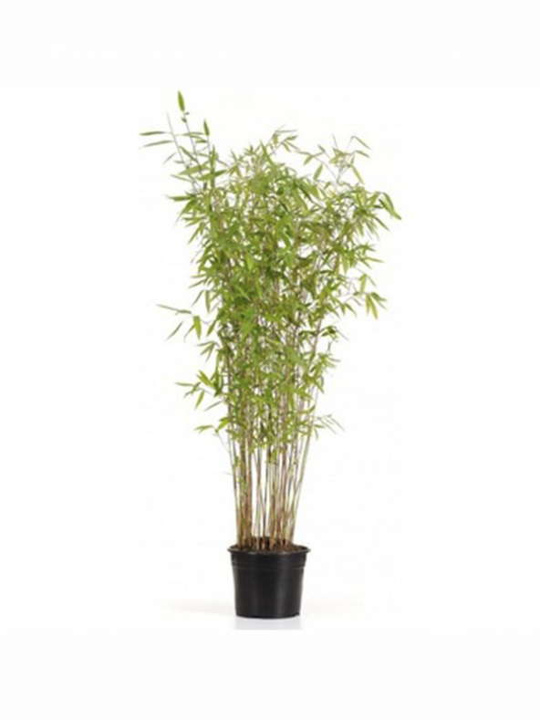 Bambu Fidanı 200Cm-250Cm