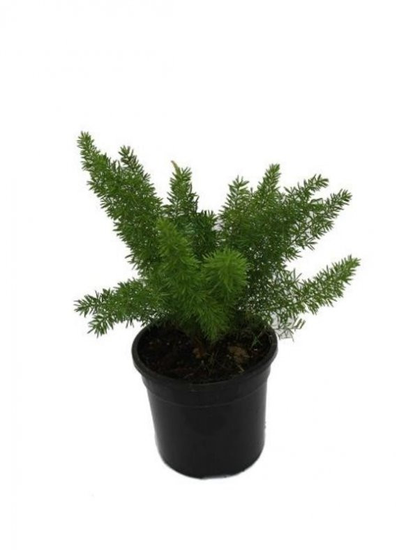Gelin Teli Çiçeği Asparagus 20Cm-40Cm - 1