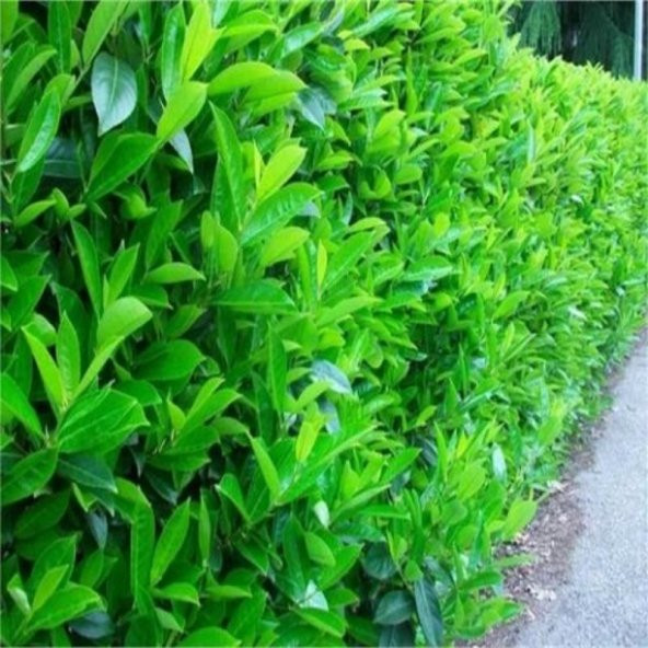 Lisudum Kartopu Çiçeği Fidanı 100Cm-120Cm