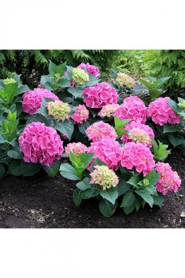 Pembe Beyaz İthal Ortanca 40 Cm 60 Cm