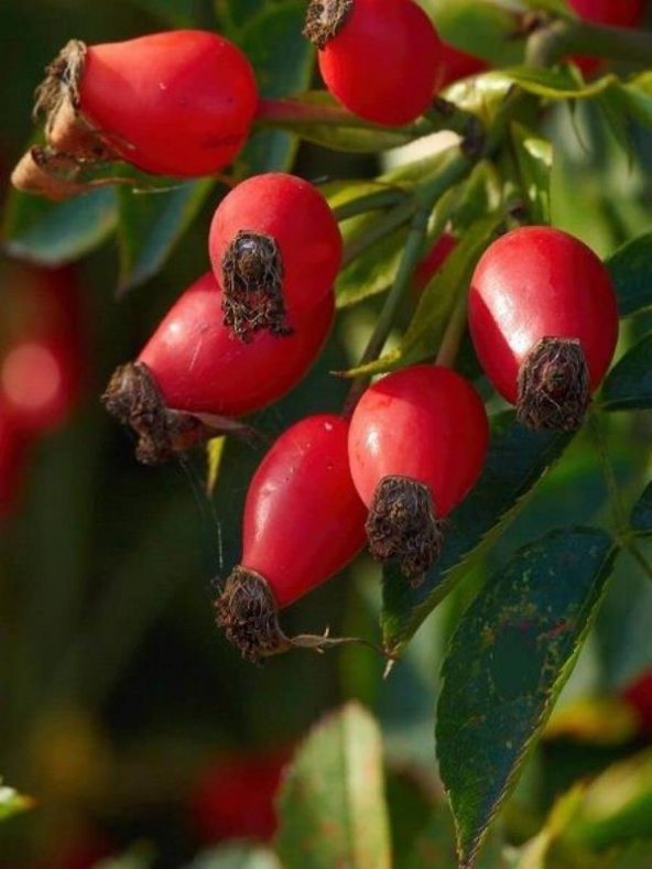Rosa Canina Dikensiz Kuşburnu Fidanı 40-60Cm