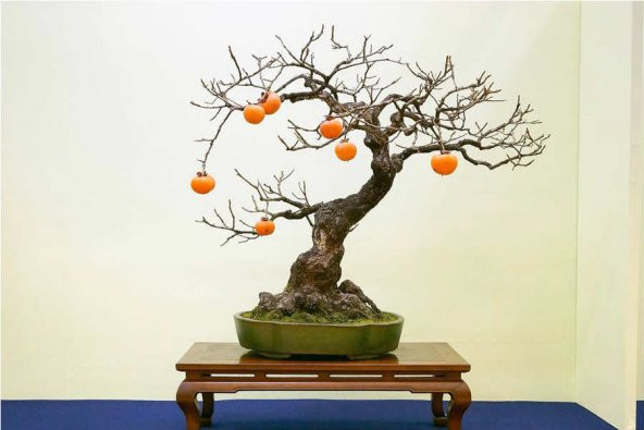 10 ADET BODUR TRABZON HURMASI TOHUMU BONSAI CENNET ELMASI trabzon hurması cennet elması bodur