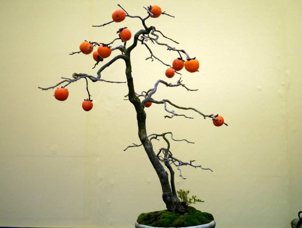 10 ADET BODUR TRABZON HURMASI TOHUMU BONSAI CENNET ELMASI trabzon hurması cennet elması bodur - 3