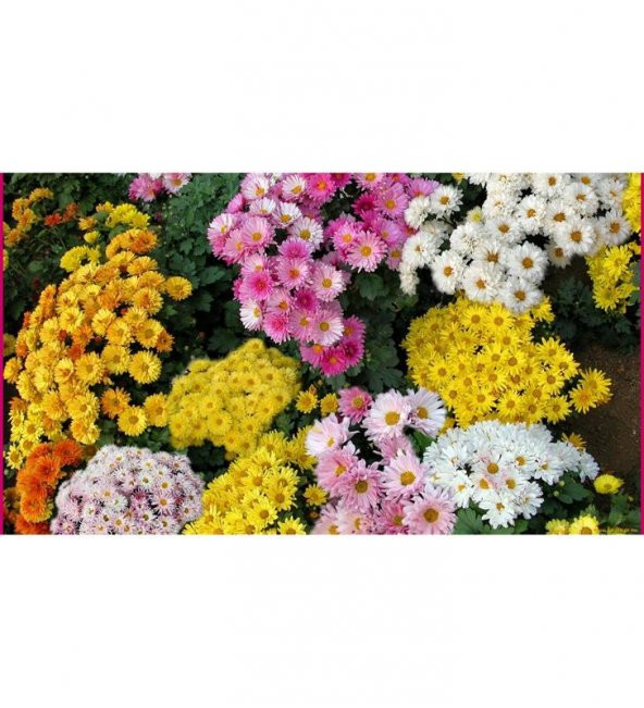 Kasımpatı Çiçeği Karışık Renk 5Cm-15Cm 30 Adet