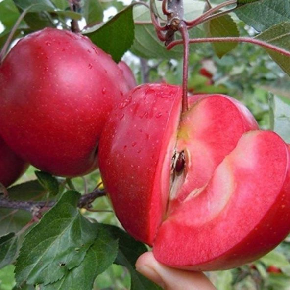 Red love Elma 5 Yaş 150 Cm 200 Cm