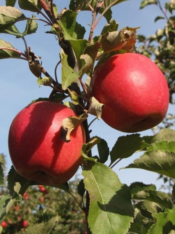 Ekşi Pembe Elma 5 Yaş 150 Cm 200 Cm