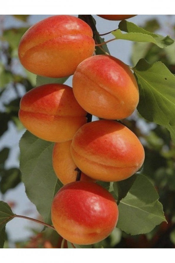 Orange Ruby Kayısı Fidanı 100-120 Cm 3 Yaş - 1