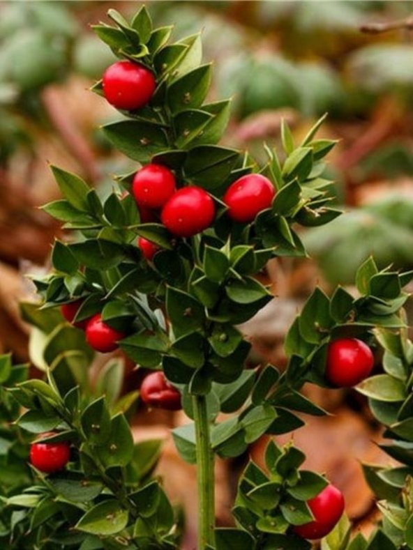 Tavşan Memesi Bitkisi Ruscus 20Cm-40Cm