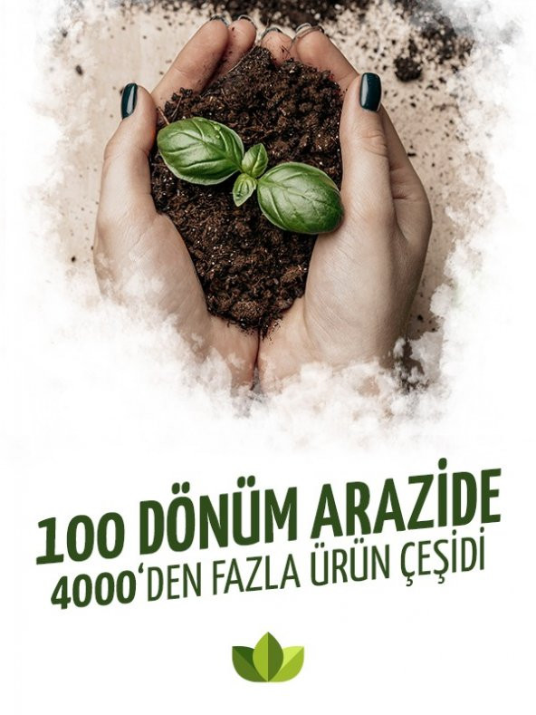 Tavşan Memesi Bitkisi Ruscus 20Cm-40Cm - 4