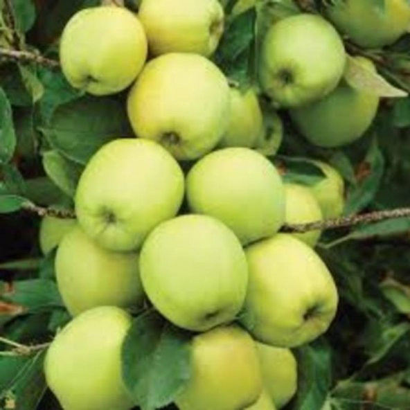 Fuji Kiku 8 Elma 3 Yaş 100-120Cm
