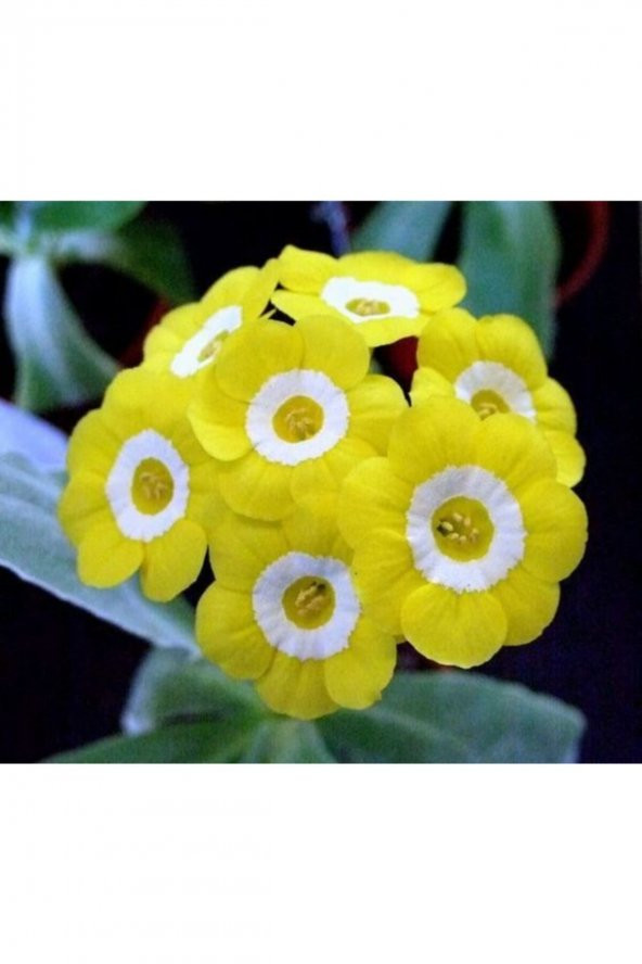 Sarı Çuha Çiçeği Fidanı 5-15Cm