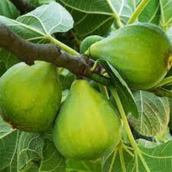 Yeşil Güz İnciri 2 Yaş 40-60Cm - 1