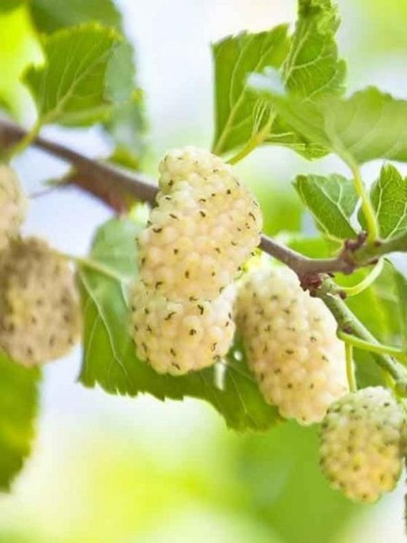 Erzurum Tortum Dut Fidanı 5 Yaş 150 Cm 200 Cm - 1