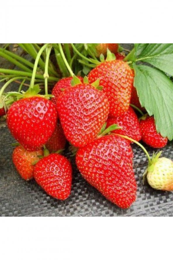Fern Çilek Fidesi 30 adet - 1