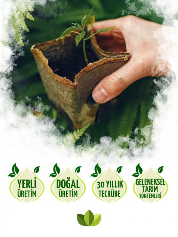 Fern Çilek Fidesi 30 adet - 3