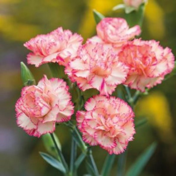 Pembe Karanfil Çiçeği 40Cm-60Cm - 1