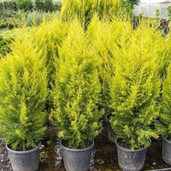 Limon Çamı Fidanı 150Cm-200Cm