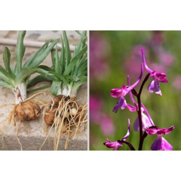 Salep Fidesi 55 Adet