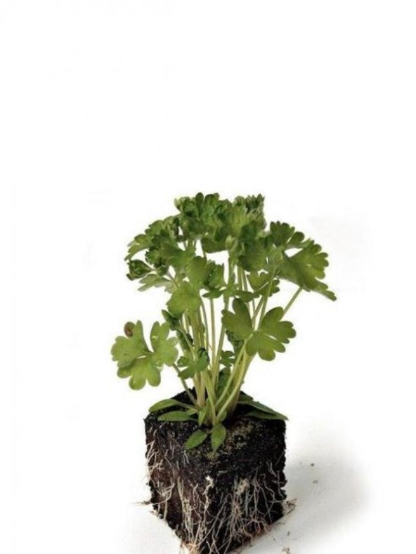 30 Adet Maydanoz Fidesi 5Cm-15Cm