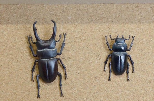 Minik Geyik Böceği (Dorcus Rectus) Plastik Aparat - 3