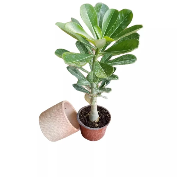 HEDİYELİK Adenium Çöl Gülü Çiçeği Fidanı (Dekoratif Saksı HEDİYELİ) - Resim 2