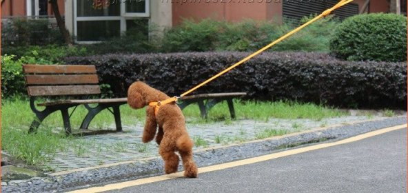 DailyTech Ayarlanabilir LED Işıklı Pet Köpek Göğüs Tasması Kemeri - 9