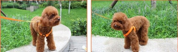 DailyTech Ayarlanabilir LED Işıklı Pet Köpek Göğüs Tasması Kemeri - 10