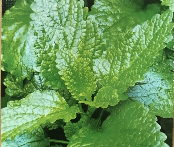 Yerli Ata Tohumu Melisa 10 Adet ürün görseli 1