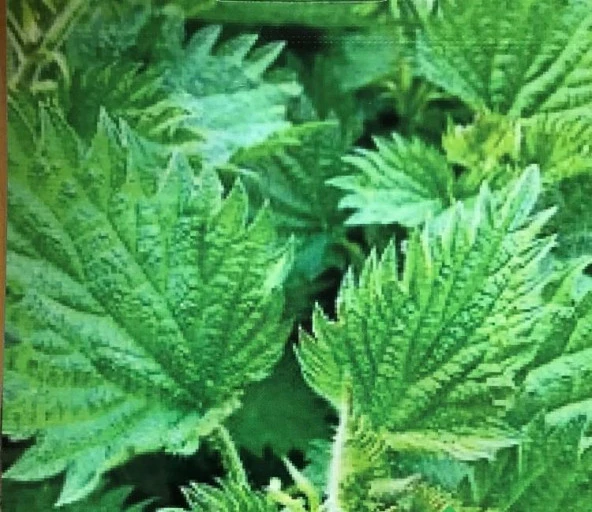 Yerli Ata Tohumu Isırgan 10 Adet ürün görseli 1