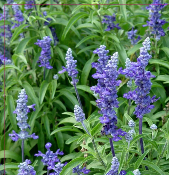 Yerli Ata Tohumu Adaçayı 10 Adet ürün görseli 1