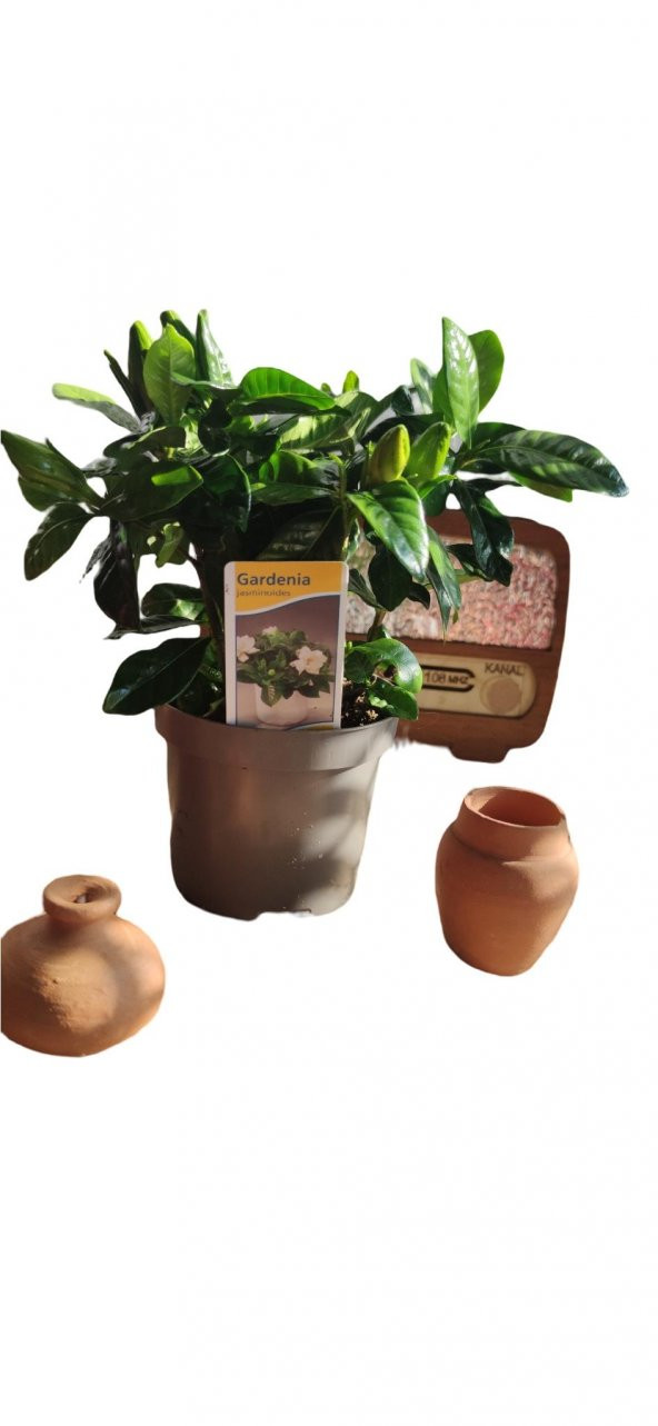 Gardenia gardenya çiçek - bitki - 2