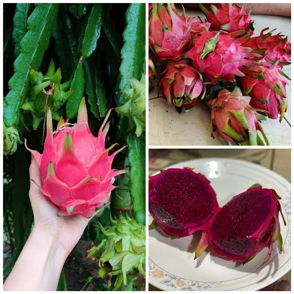 Royal Red (Özel Tür) Ejder Meyvesi Pitaya Fidanı ürün görseli 1