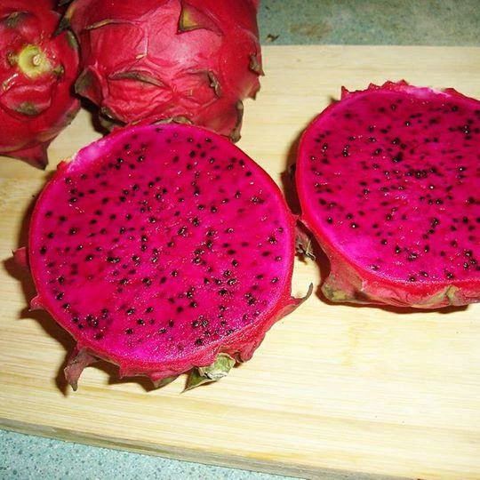 Ruby Red (Özel Tür) Ejder Meyvesi Pitaya Fidanı - 1