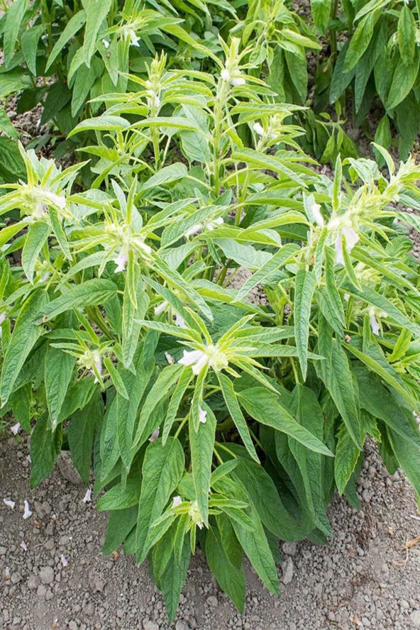 Organik Bitkim Susam 100 gr - Resim 4